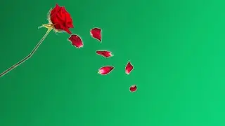 red rose petals falling green screen | rose petals green screen effects | flower green screen video