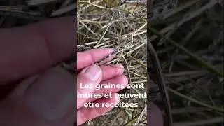Graines d'alliaire - du wasabi local !