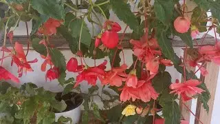 Sowing tuberous begonia