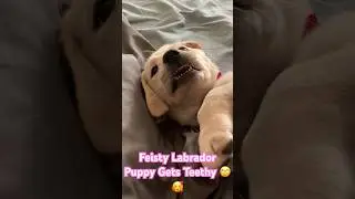 Feisty Labrador Puppy Gets Teethy #lifewithlabradors #dog #labrador #adorable #cute #puppy #funny