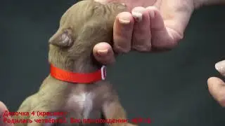 Щенки питбуля. SPARTA'S BELARUS. LITTER "E". 2023