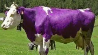 cow funny video|| 3d animated flying cow dance cow videos