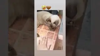 komik videolar