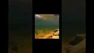Лучшие мемы 2021. Hamburger. Рыба #shorts #short