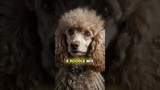 The Top 5 Poodle Mix Breeds