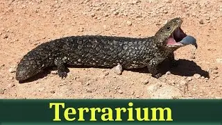 Короткохвостый сцинк, или короткохвост (лат. Tiliqua rugosa)