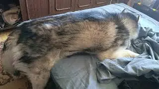 после еды вытирает мордочку 2хаски 