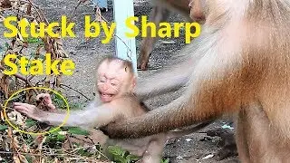 Million Break Heart! Tiny Baby Rocky Is Stuck by Sharp Stake, Cry Loudly Baby