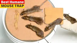 Best Mouse Trap Homemade that Works | Humane Mice/Rat Trap Bucket