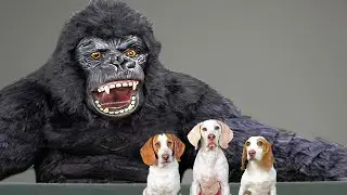 Dogs vs GIANT Gorilla! Funny Dogs Maymo & friends