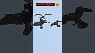 eagle vs raven 