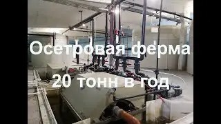 Осетровая ферма. Производительность - 20 тонн в год,
