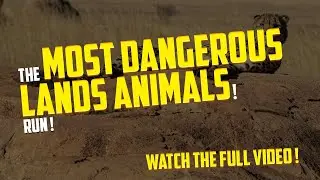 What Is The Most Dangerous Land Animal ?