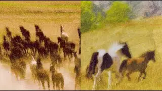 Josh Ritter - Horse No Rider (Official Music Video)