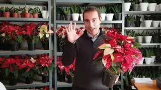 Cuidados de la planta FLOR de PASCUA (Poinsettia). ¿Es peligrosa para tus mascotas?