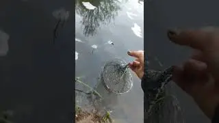 мой улов за вчера. 