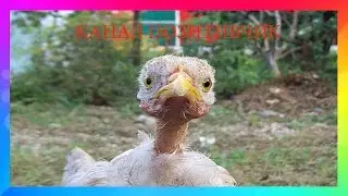 ПРИКОЛ ПЕТУХ ЗАГНАЛ ПАЦАНА