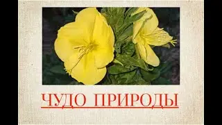 Только посмотрите! Это же чудо!!!😍🏵