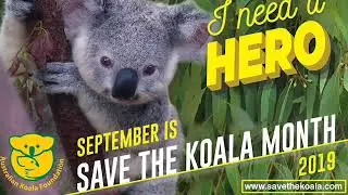 Save The Koala!