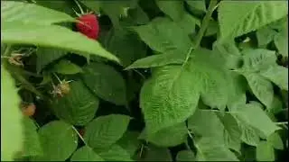 Состояние малины Маравила на 21.07.2024