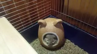 Уход за шиншиллой