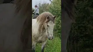 сенсация @kazakh_karabair @daukey_kokpar_club