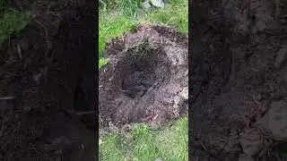 A few more trees?  Sure!
