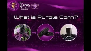 Trenz Peruvian Purple Corn - Proper Way To Drink This Superfood
