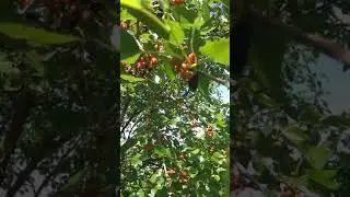 Шелковистая тютина у нас в саду 🌲