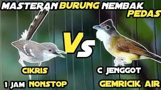 Masteran Ciblek Kristal Vs Cucak Jenggot || Masteran Murai Batu Audio Jernih Dan Gemricik Air