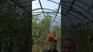 Мои любимые сорта томатов: Илья Муромец🍅 #ларисакуркина #томаты #помидорывтеплице #дачныедела #дача