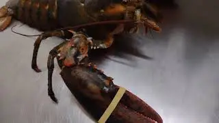 Lobster