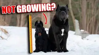 Why Your Cane Corso Is Not Growing