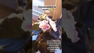 Фиалка, выращенная из листочка #фиалка #фиалкацветёт #растениянаподоконнике