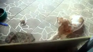 Menina provocando um cachorro.AVI