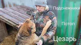 Лорд, подснежники, потоп и Цезарь