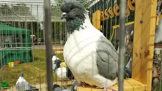 Голуби как могучие воины