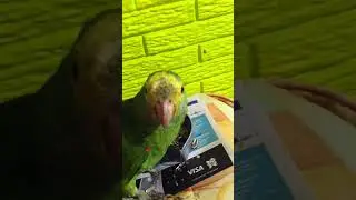 LOS LOROS MÁS BONITOS | Loro Kankan y Loro Koko