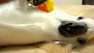 藍眼鳳頭巴丹&黃翼藍帽