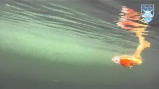 EL-GE Sportfiske - Westin Monsterfly