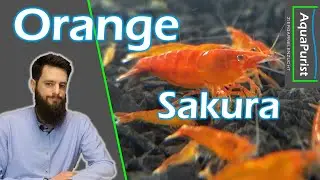 Orange Sakura Shrimp (Neocaridina davidi var. orange)