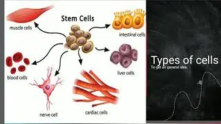 Types of cells