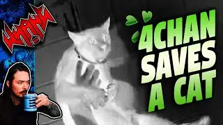 4Chan Rescues a Cat - Tales From the Internet
