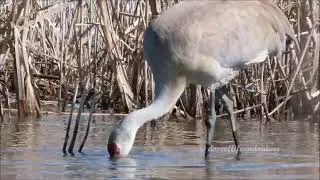A Sandhill Crane Couple Forages