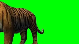 Tiger walk  (green screen)short