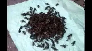 шарыповские раки