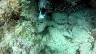 Spotted eels