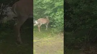 Bambi Came To Visit