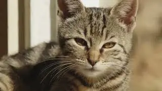 Коты с дополняющими их реальность звуками!!!