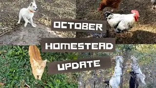 Kittens, puppies, piglets and more... See what's new at GFY Farms?